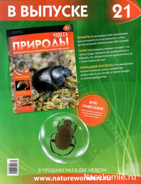 Чудеса Природы - График Выхода и обсуждение