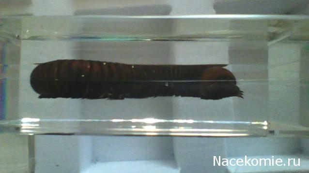 Насекомые №33 - Кивсяк (Julus sp.)