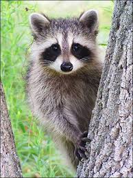 Животные Леса 2014 - График выхода и обсуждение