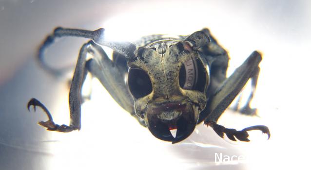 Чудеса Природы Спецвыпуск №2 - Жук - усач