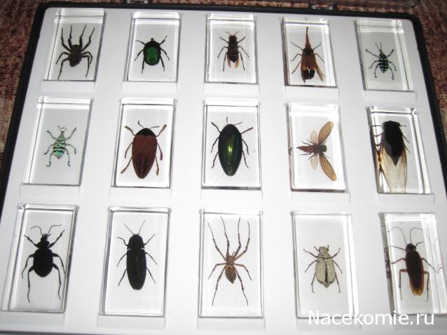 Насекомые и их знакомые: Итоги первого кейса