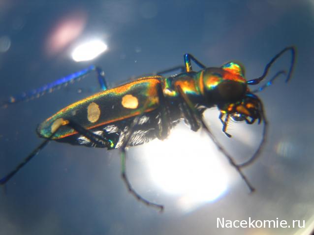 Чудеса Природы №20 - Жук - скакун (Cicindela Aurulenta)