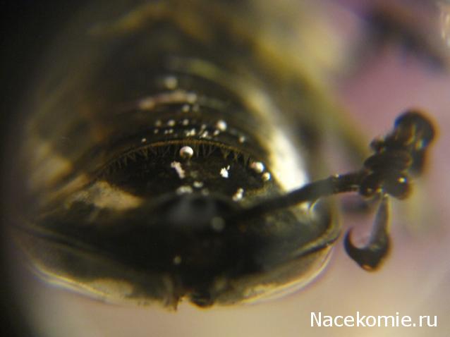 Чудеса Природы Спецвыпуск №2 - Жук - усач