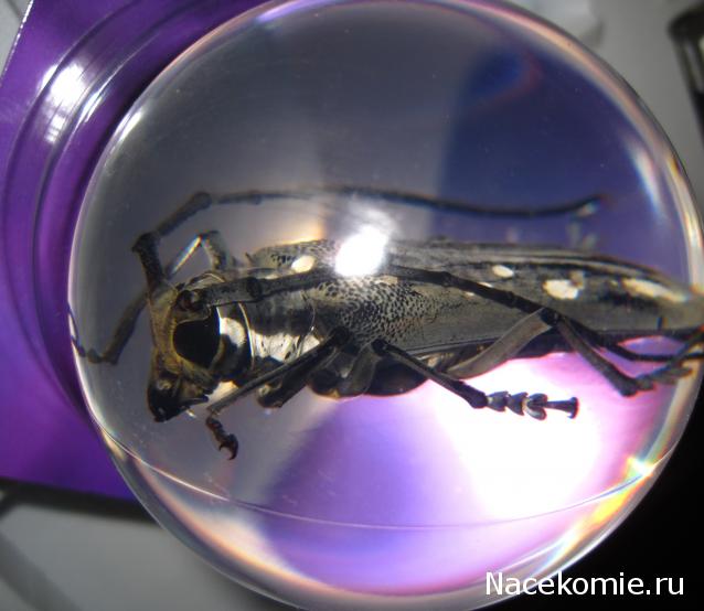 Чудеса Природы Спецвыпуск №2 - Жук - усач