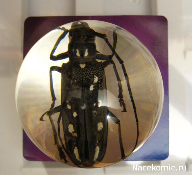 Чудеса Природы Спецвыпуск №2 - Жук - усач