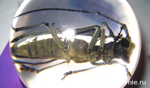 Чудеса Природы Спецвыпуск №2 - Жук - усач