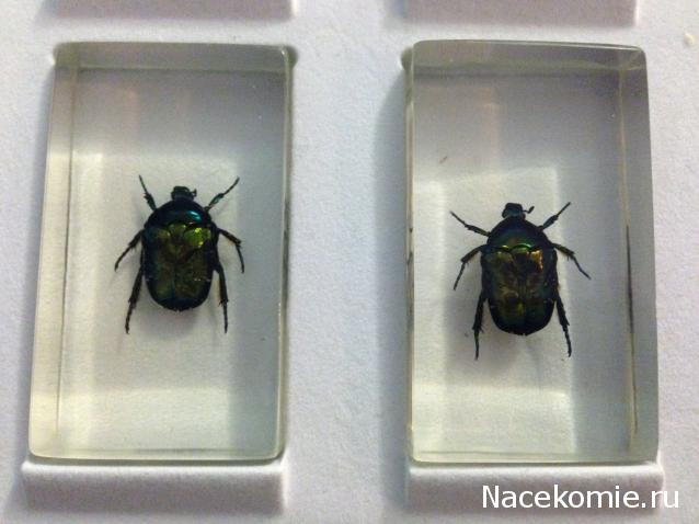 Насекомые №39 - Бронзовка (Protaetia sp)