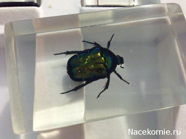 Насекомые №39 - Бронзовка (Protaetia sp)