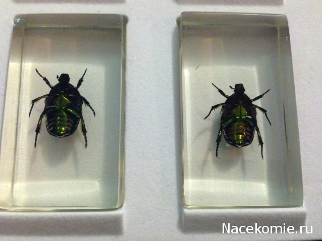 Насекомые №39 - Бронзовка (Protaetia sp)