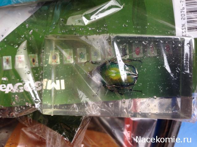 Насекомые №39 - Бронзовка (Protaetia sp)