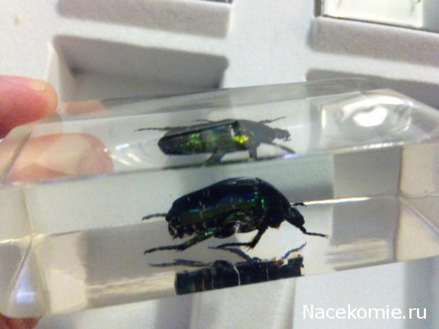 Насекомые №39 - Бронзовка (Protaetia sp)