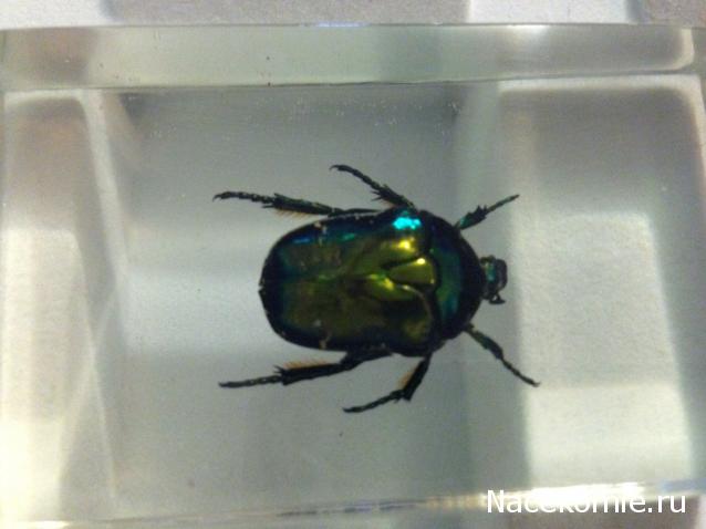 Насекомые №39 - Бронзовка (Protaetia sp)