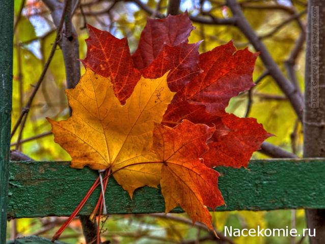 Наши Дни Рождения