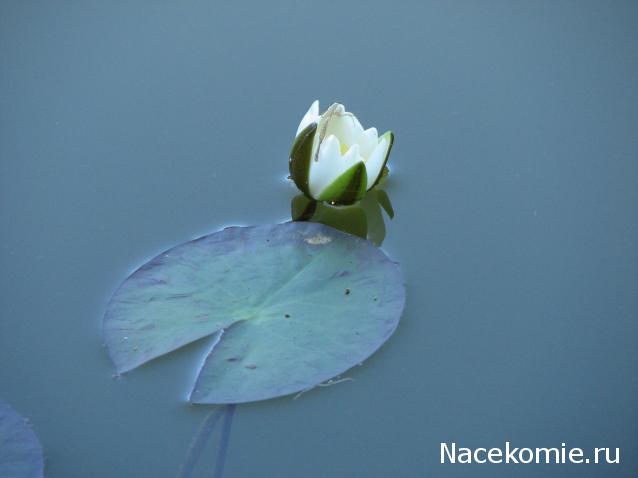 Наши Дни Рождения