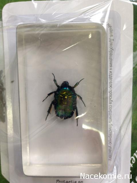 Насекомые №39 - Бронзовка (Protaetia sp)