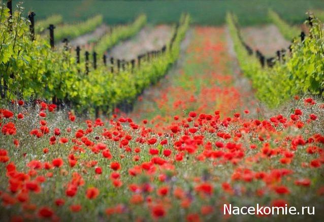 Наши Дни Рождения