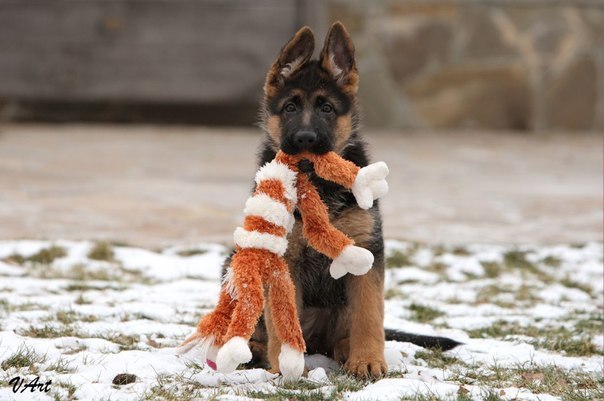 Moshule - Стройка века