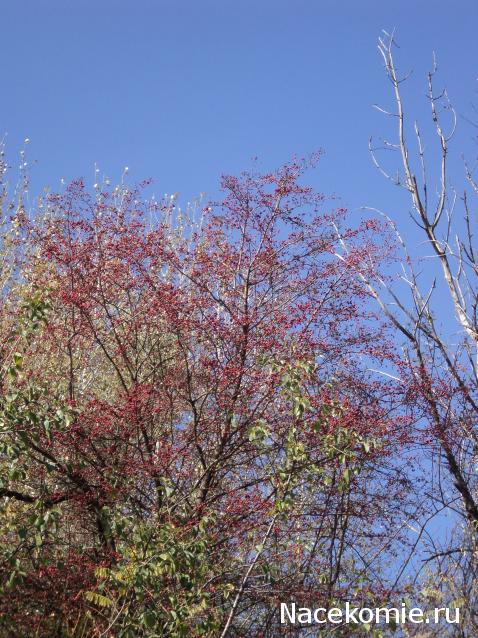 Paranoya - мой скромный домик