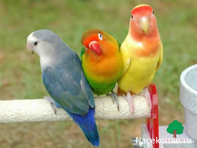 Практика. Задания с картинками