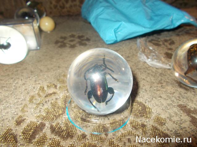 Чудеса Природы №15 - Листоед (Sagra femorata)