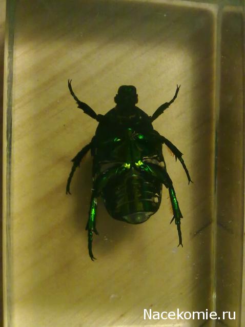 Насекомые №39 - Бронзовка (Protaetia sp)