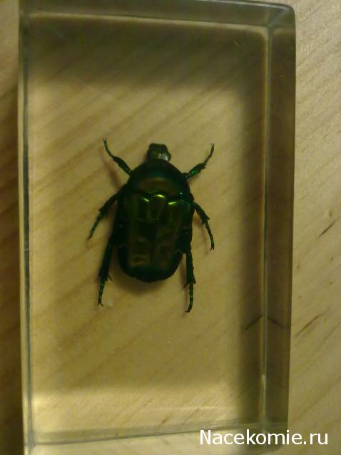 Насекомые №39 - Бронзовка (Protaetia sp)