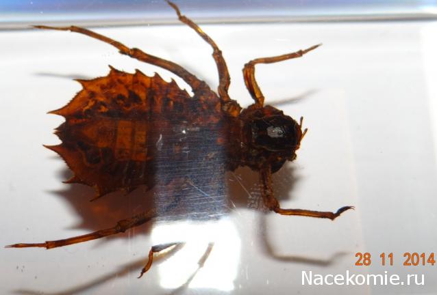 Насекомые №45 - Настоящая стрекоза (Личинка) (Libellulidae)