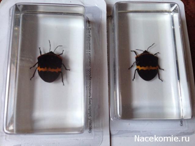 Насекомые №44 - Клоп-черепашка (Poecilocoris sp.)