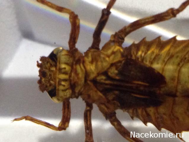 Насекомые №45 - Настоящая стрекоза (Личинка) (Libellulidae)