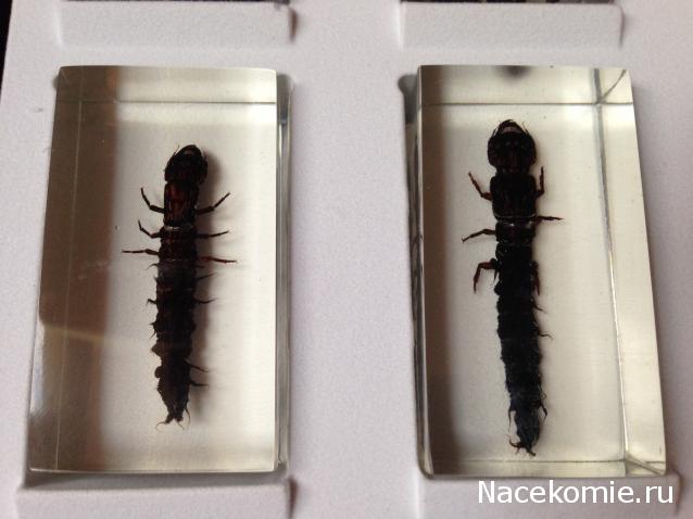 Насекомые №42 - Вислокрылка Рогатая (Corydalus cornutus)