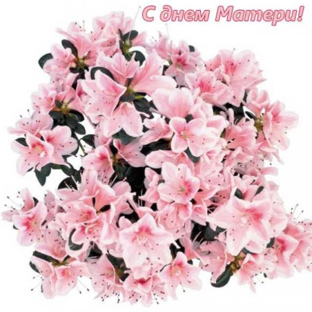 Дом Мечты Болталка: перезагрузка