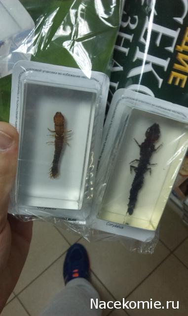 Насекомые №42 - Вислокрылка Рогатая (Corydalus cornutus)