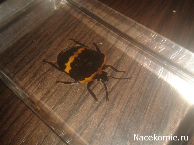 Насекомые №44 - Клоп-черепашка (Poecilocoris sp.)