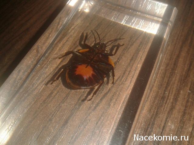 Насекомые №44 - Клоп-черепашка (Poecilocoris sp.)