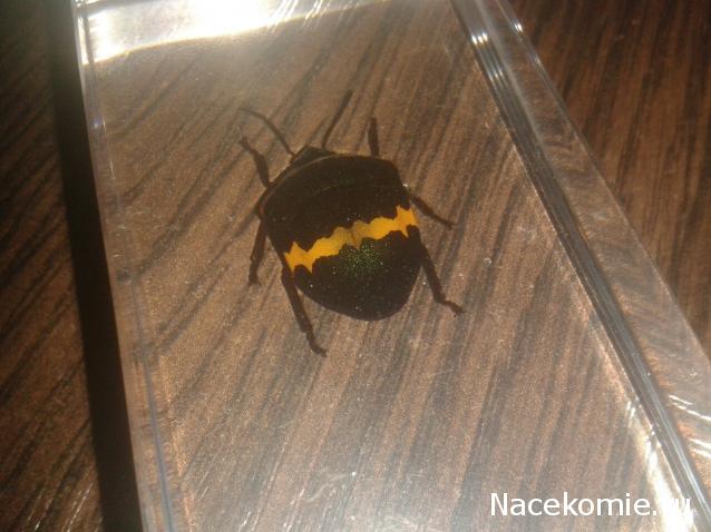 Насекомые №44 - Клоп-черепашка (Poecilocoris sp.)