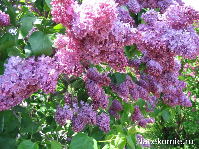 Дамы эпохи - Болталка №2 (соседняя палата)