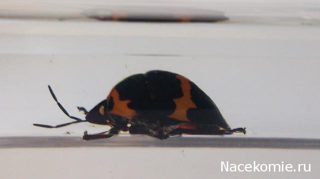 Насекомые №44 - Клоп-черепашка (Poecilocoris sp.)