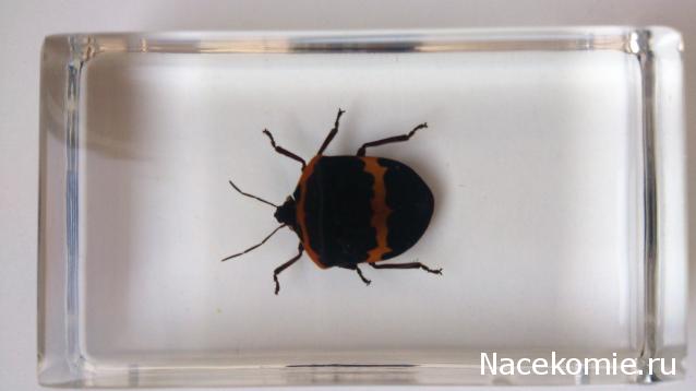 Насекомые №44 - Клоп-черепашка (Poecilocoris sp.)