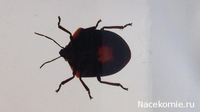 Насекомые №44 - Клоп-черепашка (Poecilocoris sp.)