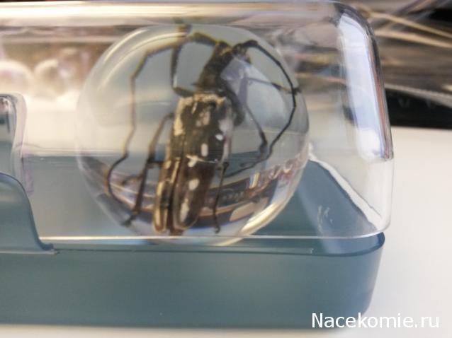 Чудеса Природы хранение журналов и коллекции