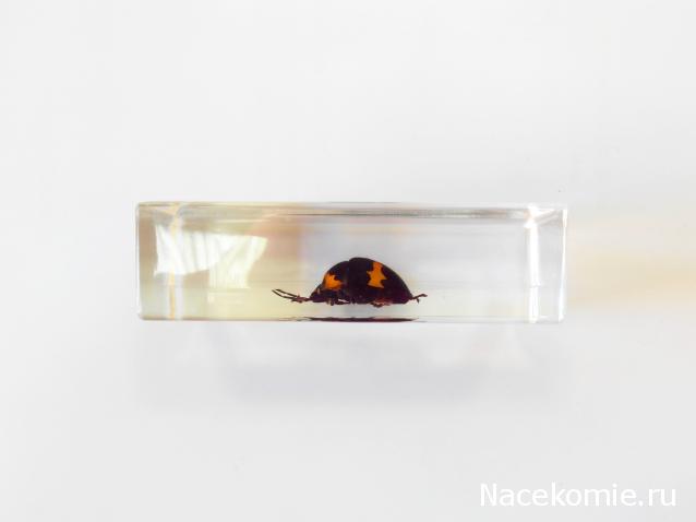 Насекомые №44 - Клоп-черепашка (Poecilocoris sp.)