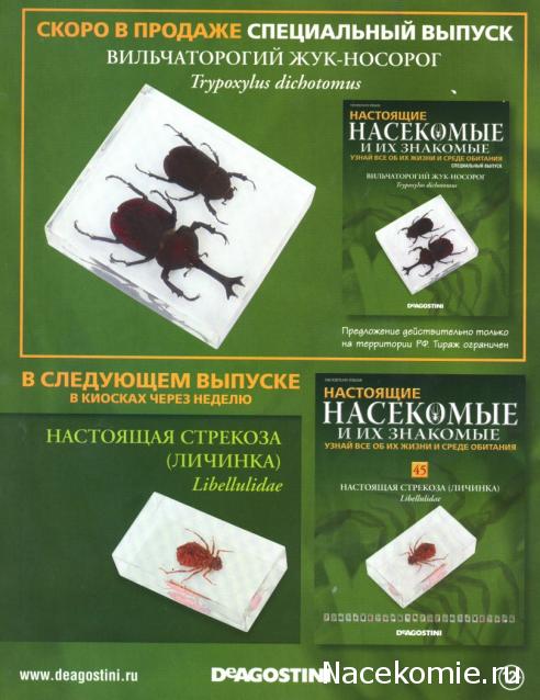 Насекомые №44 - Клоп-черепашка (Poecilocoris sp.)