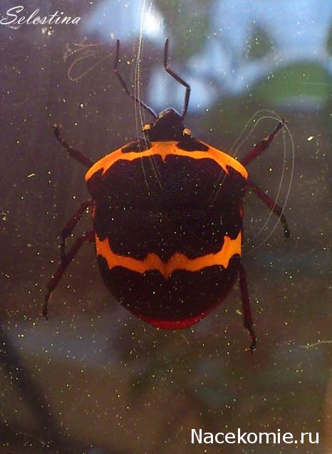 Насекомые №44 - Клоп-черепашка (Poecilocoris sp.)