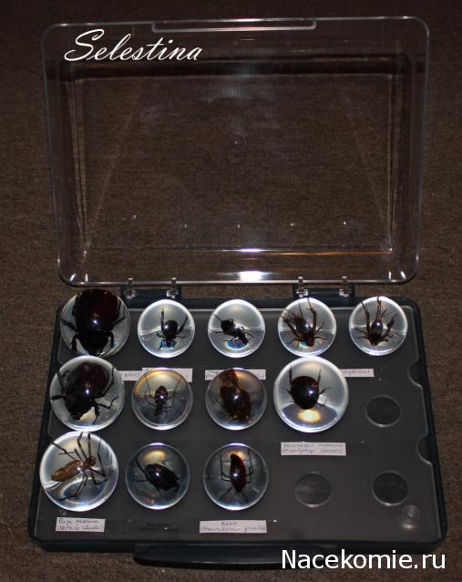 Чудеса Природы хранение журналов и коллекции