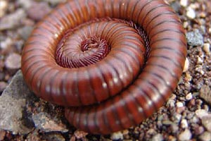 Чудеса Природы - График Выхода и обсуждение