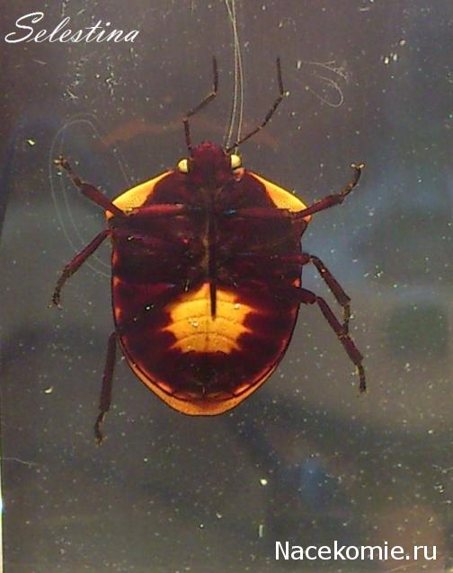 Насекомые №44 - Клоп-черепашка (Poecilocoris sp.)