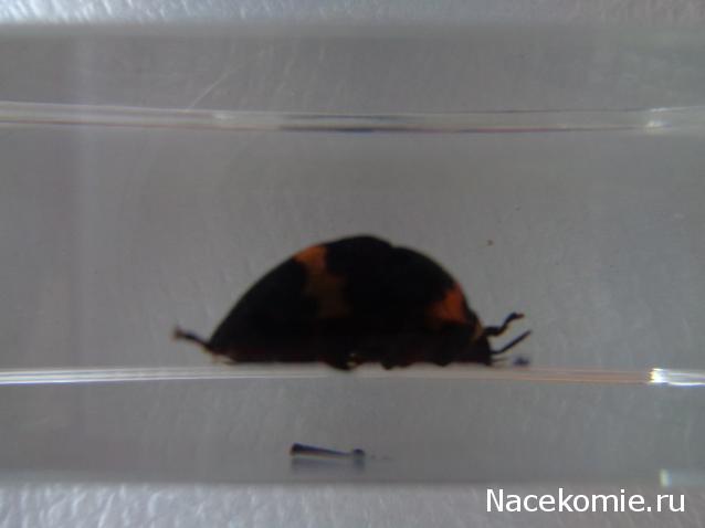 Насекомые №44 - Клоп-черепашка (Poecilocoris sp.)
