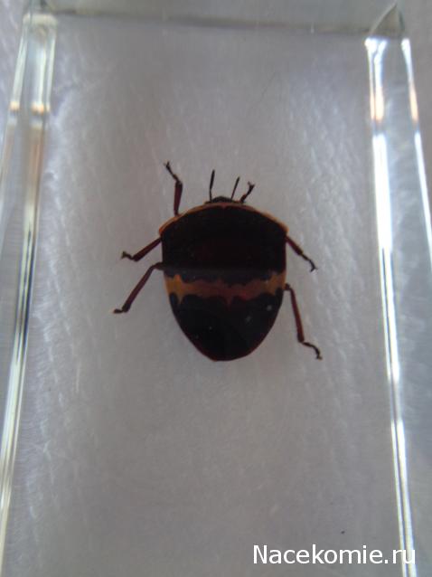 Насекомые №44 - Клоп-черепашка (Poecilocoris sp.)