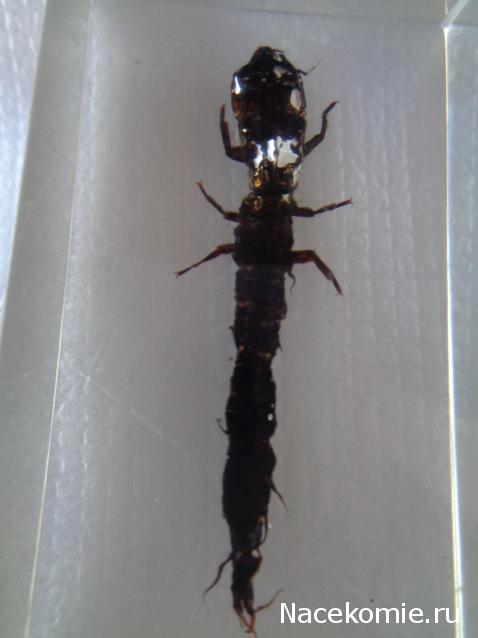 Насекомые №42 - Вислокрылка Рогатая (Corydalus cornutus)