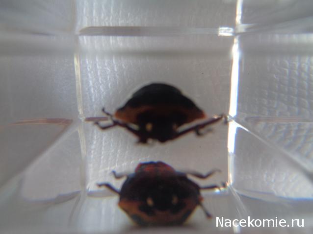 Насекомые №44 - Клоп-черепашка (Poecilocoris sp.)